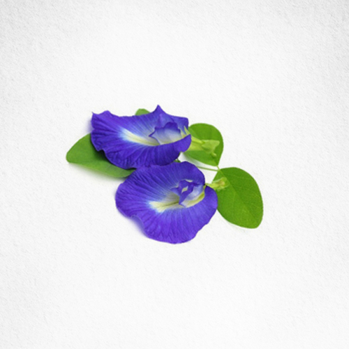 Shankhpushpi Wholeplant