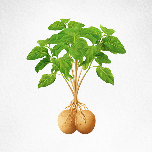 Maca