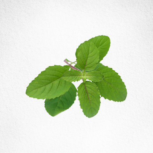 Tulsi