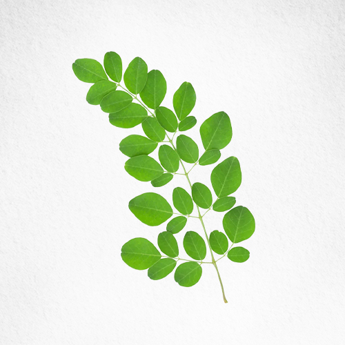 Moringa