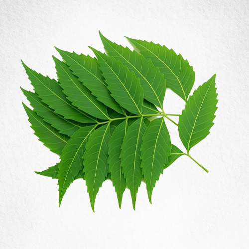 Neem