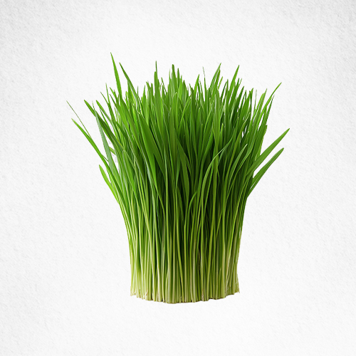 Barley grass