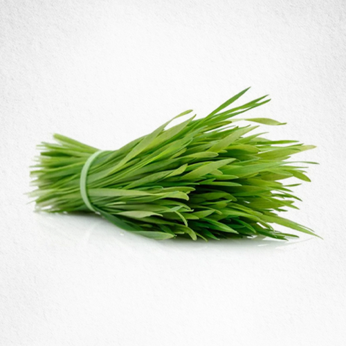 Wheatgrass