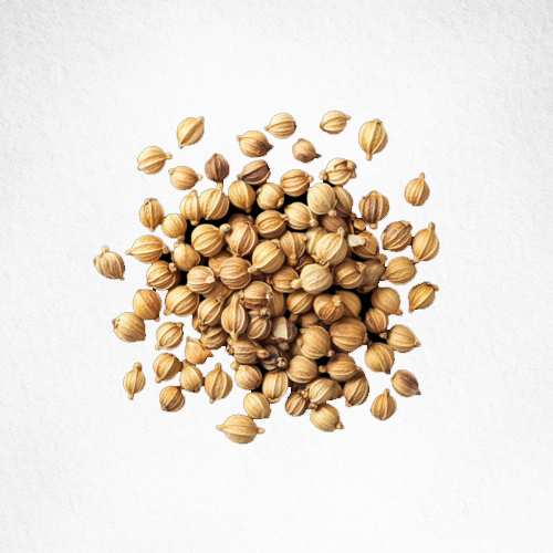Coriander