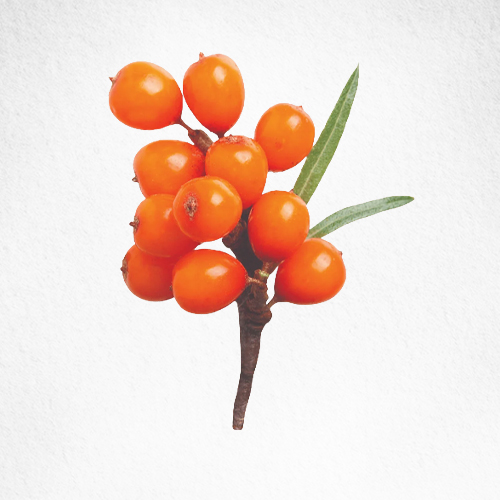 Sea Buckthorn Berry
