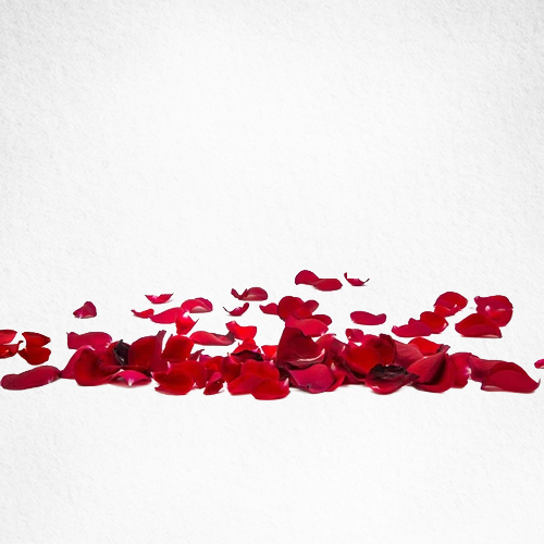 Rose Petal