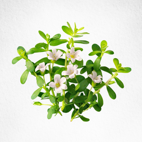 Brahmi Herbs