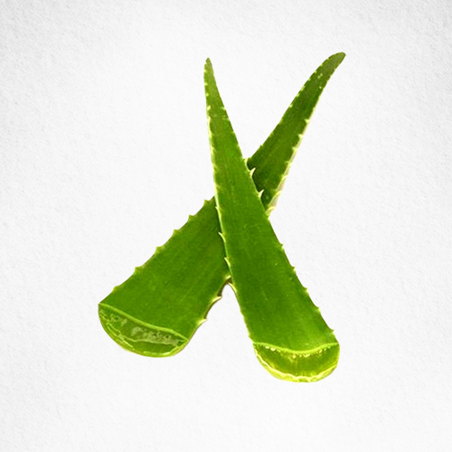 Aloe Vera Herbs